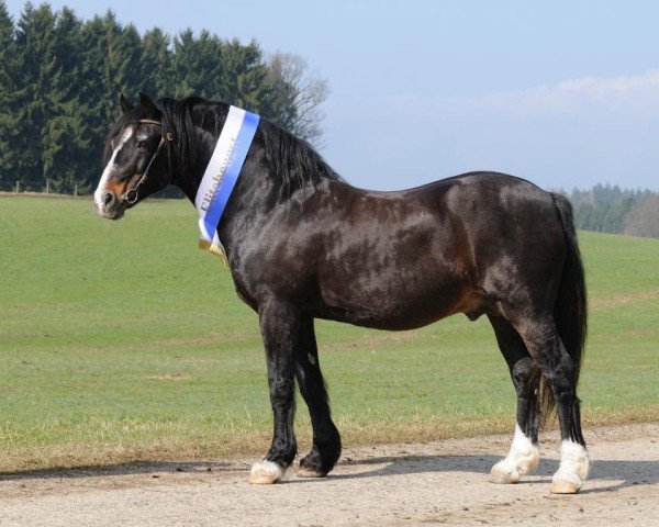 stallion Chery Bronco (Welsh-Cob (Sek. D), 1988, from Bimberg- Boyo)
