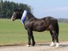 stallion Chery Bronco (Welsh-Cob (Sek. D), 1988, from Bimberg- Boyo)