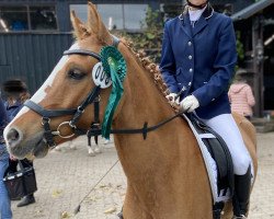 dressage horse Der Gerät (German Riding Pony, 2014, from Dimension AT NRW)