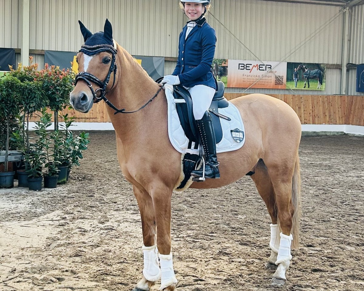 dressage horse del Classico 3 (German Riding Pony, 2017, from Der Classicer)