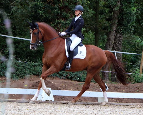 dressage horse Fantastico (Hanoverian, 2010, from Fürst Nymphenburg)