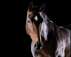 dressage horse Frida Gold HL (Rhinelander, 2012, from Fürstenball)