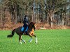 dressage horse Keep-in-Mind (KWPN (Royal Dutch Sporthorse), 2015, from Zardando)