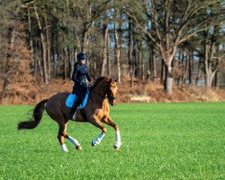 dressage horse Keep-in-Mind (KWPN (Royal Dutch Sporthorse), 2015, from Zardando)