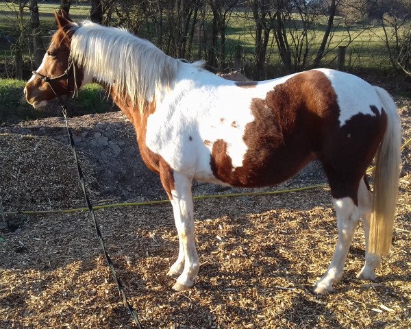 horse Chessina 2 (Lewitzer, 2006, from Nepomuk)