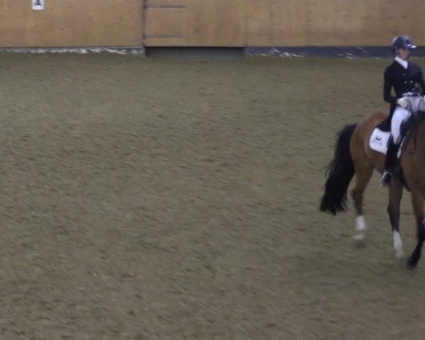 Reitturnier Datteln 2024