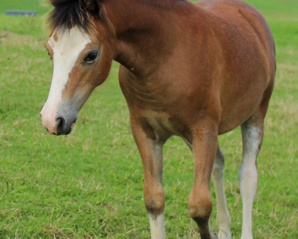 horse Savay Calea (Welsh mountain pony (SEK.A), 2023, from Bergischland Freddie Mercury)