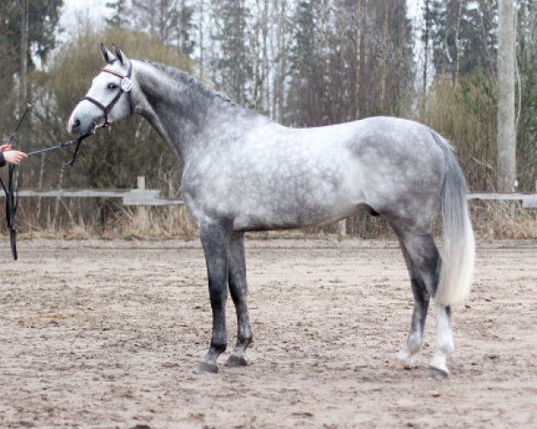 stallion Still-Hof Macabeu 191 FIN (Finnish Warmblood, 2011, from Clarimo Ask)