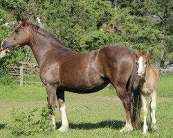 broodmare Genal Meg (Welsh-Cob (Sek. D), 2013, from Gwendraeth Dewinwr)