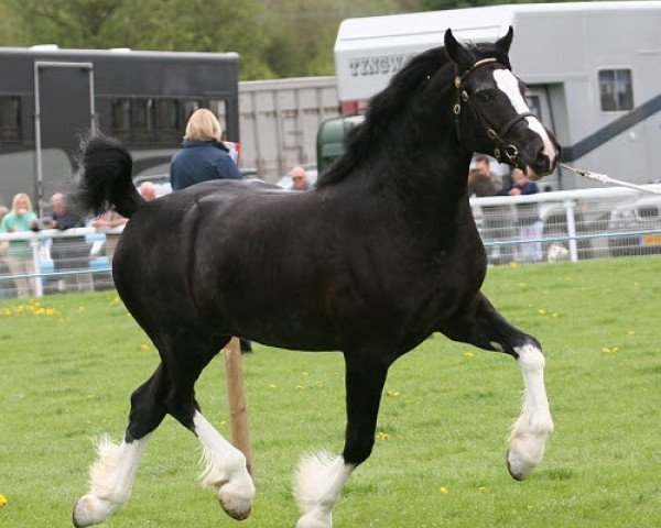 Deckhengst Glantraeth Masterclass (Welsh-Cob (Sek. D), 2008, von Thorneyside The Gamekeeper)