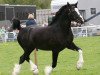 Deckhengst Glantraeth Masterclass (Welsh-Cob (Sek. D), 2008, von Thorneyside The Gamekeeper)