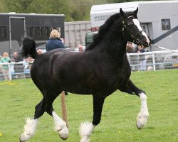 stallion Glantraeth Masterclass (Welsh-Cob (Sek. D), 2008, from Thorneyside The Gamekeeper)