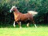 stallion Brynithon New Image (Welsh-Cob (Sek. D), 1998, from Thorneyside the Terminator)