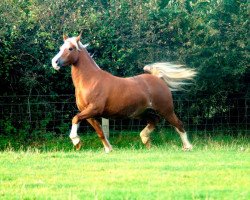 Deckhengst Brynithon New Image (Welsh-Cob (Sek. D), 1998, von Thorneyside the Terminator)