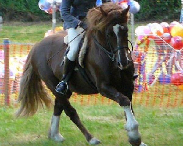 stallion Gwendraeth Dewinwr (Welsh-Cob (Sek. D),  , from Thorneyside The Real Mccoy)