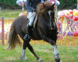 stallion Gwendraeth Dewinwr (Welsh-Cob (Sek. D),  , from Thorneyside The Real Mccoy)