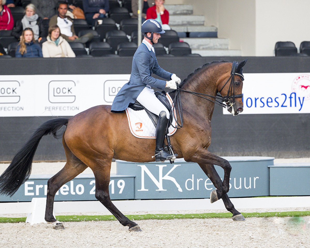 broodmare Fine Surprice (Hanoverian, 2009, from Fiorano)