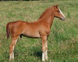 Pferd Indy de Lizami (Belgisches Warmblut, 2008, von C'est la Vie)