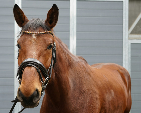 jumper Naza Klaneh (German Sport Horse, 2020, from Naskari de Reve)