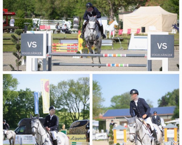 jumper Anka 366 (Oldenburg show jumper, 2019, from Apardi)