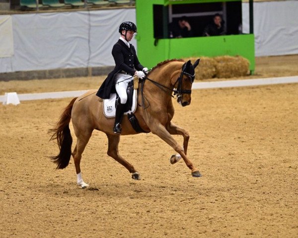 dressage horse Donna Diamantina (Hanoverian, 2013, from Dannebrog)