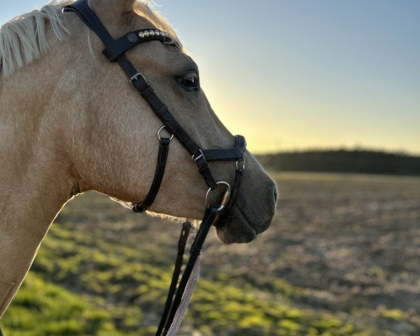 Dressurpferd Sydney ( Niederländische Reitpferde und Ponys mit arabischem Blut, 2020, von davinci du bois)