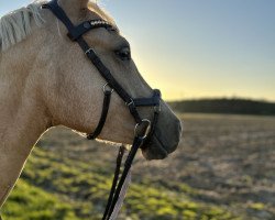 dressage horse Sydney (Dutch riding horses and ponies with Arabic blood content, 2020, from davinci du bois)