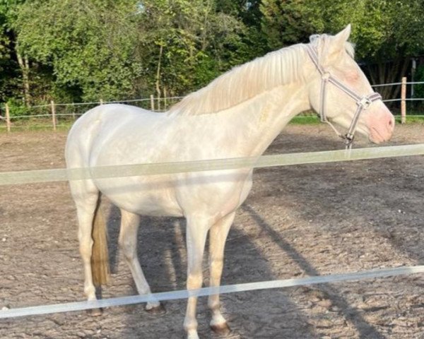 broodmare Wasteins Deichgräfin (German Riding Pony, 2018, from Darubi Gold)