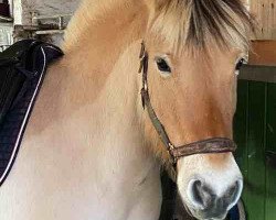 broodmare Lannika (Fjord Horse, 2014, from Kvest Halsnæs)