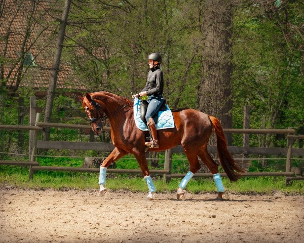 dressage horse Finest Dream (Hanoverian, 2016, from Fuechtels Floriscount OLD)