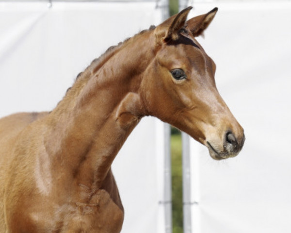 dressage horse McMayla (Westphalian, 2022, from Mclaren)