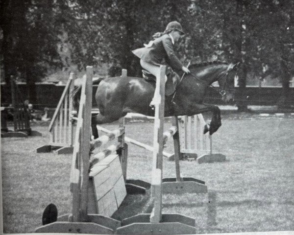 horse Cusop Bribe (Welsh-Pony (Section B), 1971, from Cusop Rondo)