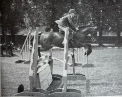 Pferd Cusop Bribe (Welsh Pony (Sek.B), 1971, von Cusop Rondo)