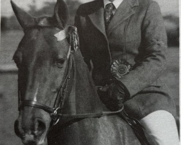 stallion Cusop Silhouette (Welsh Partbred, 1966, from Bwlch Valentino)