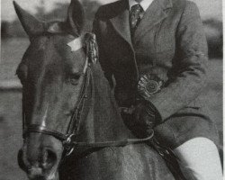 Deckhengst Cusop Silhouette (Welsh Partbred, 1966, von Bwlch Valentino)