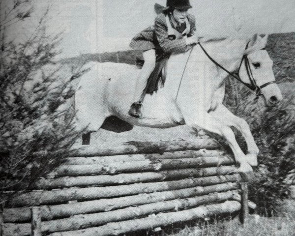 horse Llanerch Fortune (Welsh-Pony (Section B), 1967, from Chirk Crogan)