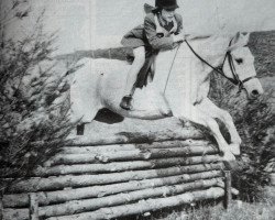 Pferd Llanerch Fortune (Welsh Pony (Sek.B), 1967, von Chirk Crogan)