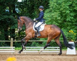 dressage horse Beauville K (Oldenburg, 2016, from Baccardi)