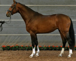 Dressurpferd New Hill Danneman 209 FIN (Finnisches Warmblut, 2015, von Danciano)