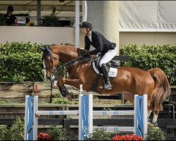 jumper Inferno Bf (KWPN (Royal Dutch Sporthorse), 2013, from Tangelo van de Zuuthoeve)