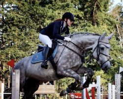 jumper Cassiopeia Caluva (Oldenburg show jumper, 2013, from Calandro)