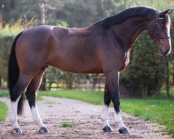 jumper Lord Salvador.k (KWPN (Royal Dutch Sporthorse), 2016, from El Salvador)