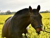 dressage horse Silceny (German Sport Horse, 2008, from Bootsmann 10)