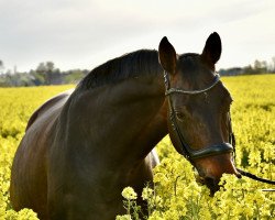 Dressurpferd Silceny (Deutsches Sportpferd, 2008, von Bootsmann 10)