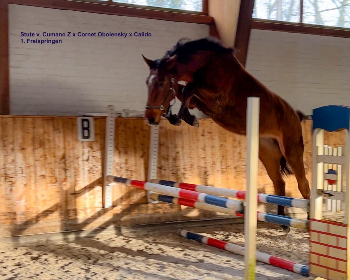 Springpferd Cumana ZD (Holsteiner, 2021, von Cumano Alpha Z)