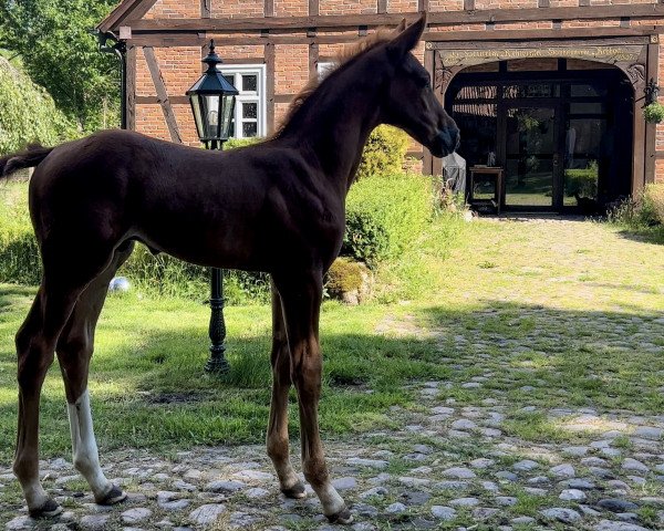 horse Nadini ZD (Holsteiner, 2022, from Nabab de Rêve)