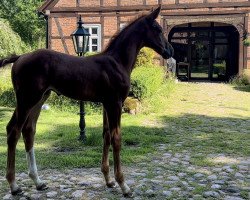 Pferd Nadini ZD (Holsteiner, 2022, von Nabab de Rêve)