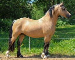 horse Glyncoch Desert Prince (Welsh-Cob (Sek. D),  , from Pennal Carwyn)