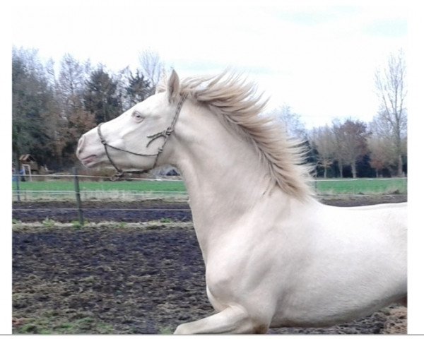 stallion Brimstone Spirit (Welsh-Cob (Sek. D),  , from Thorneyside Nugget)