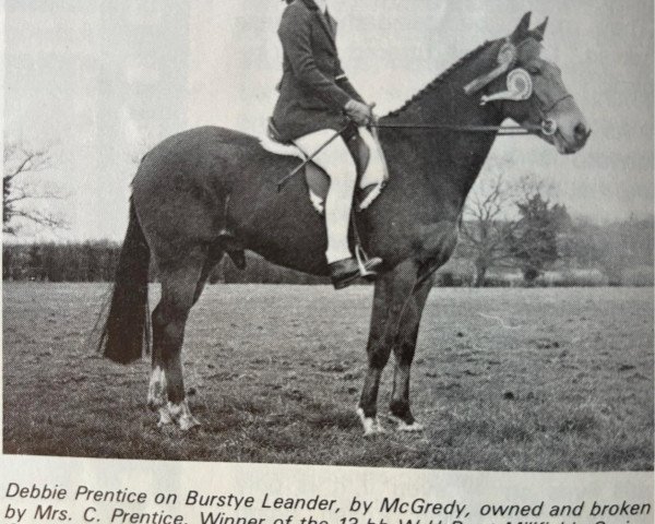 Pferd Burstye Leander (Welsh Partbred, 1972, von Mcgredy xx)